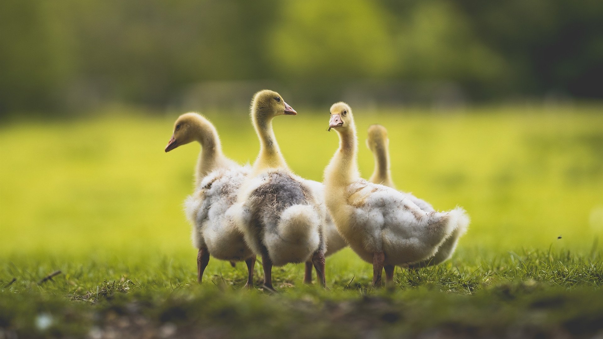 开云体育-锡安，篮球场的F1车手，在新奥尔良街道上演极速超车