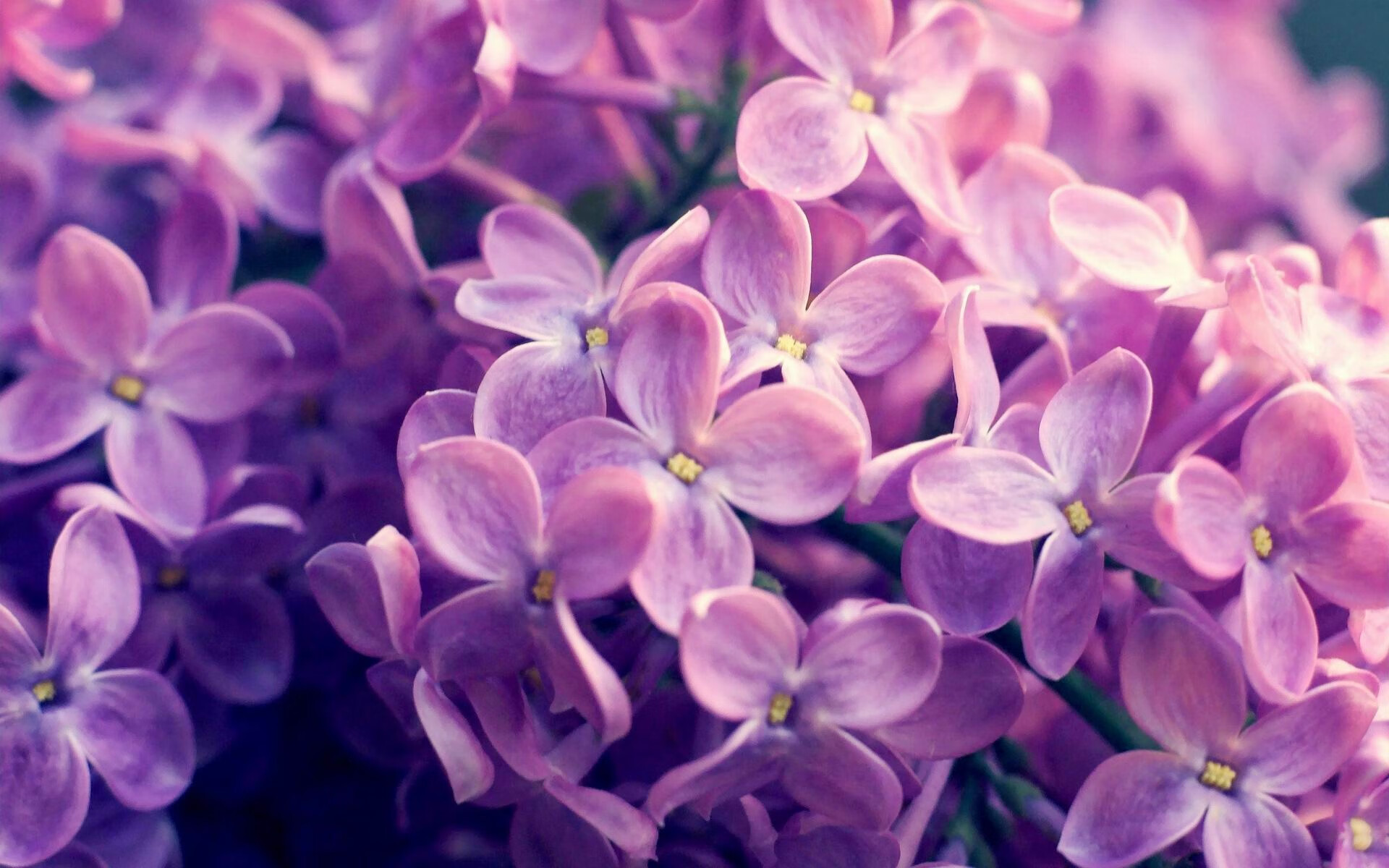 开云体育中国-山西队爆冷提前终结广东队悬念，东契奇关键先生一战封神！