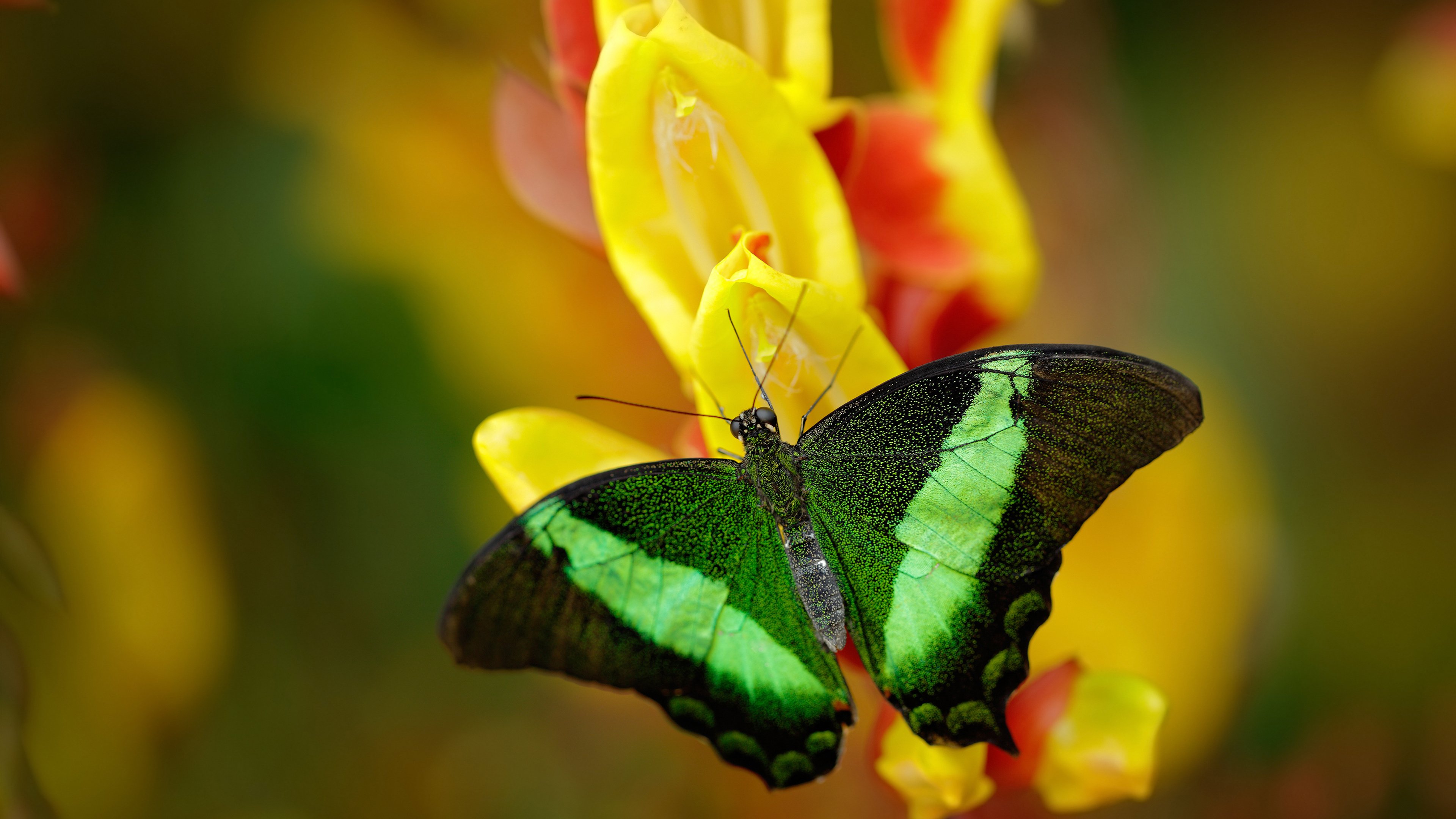 篮网对阵爵士,库里稳如磐石,输出持续在线诠释巨星本色